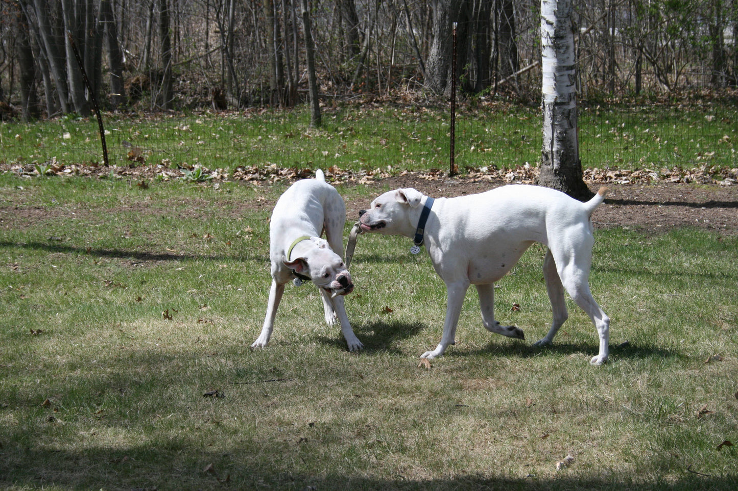 Handmade in USA Eco-Friendly Dog Tug Toy