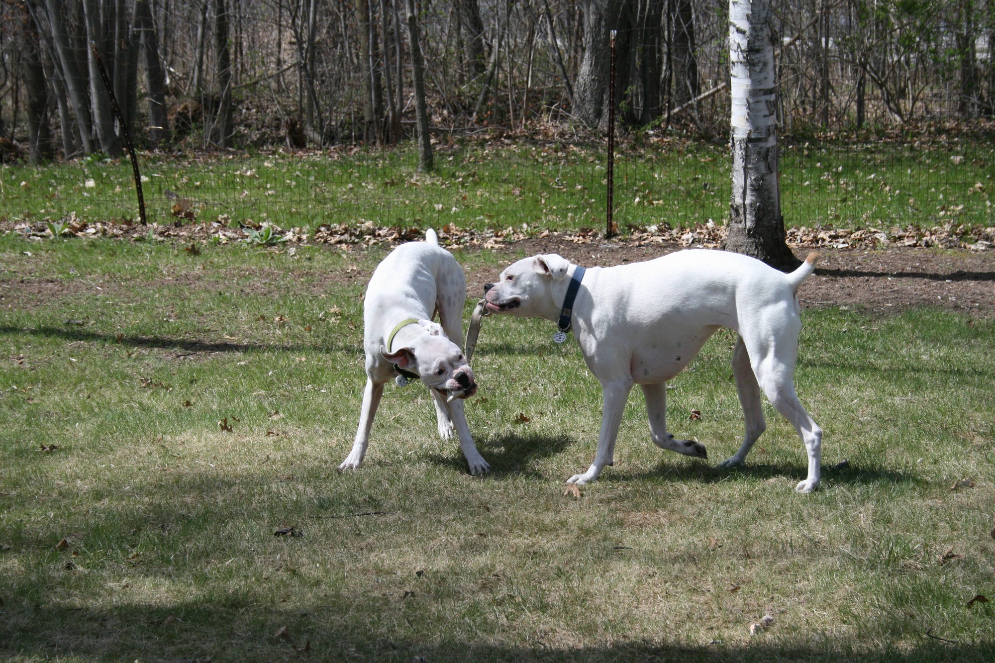 Handmade in USA Eco-Friendly Dog Tug Toy
